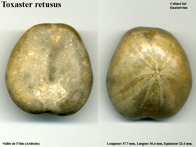 Toxaster_retusus